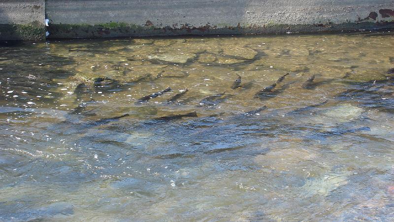 Trout Run 1.JPG